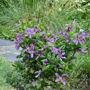 Clematite SAPHYRA® Estrella