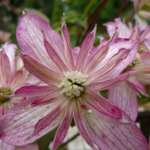 clematite-montana-marjorie