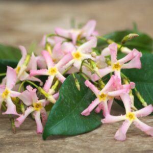 Trachelospermum Pink showers®