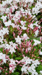 Jasmin STARRY® Night