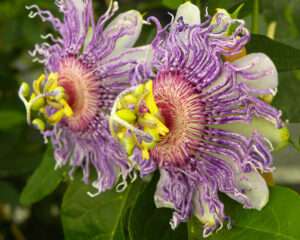 Passiflore Eïa Poppeïa®