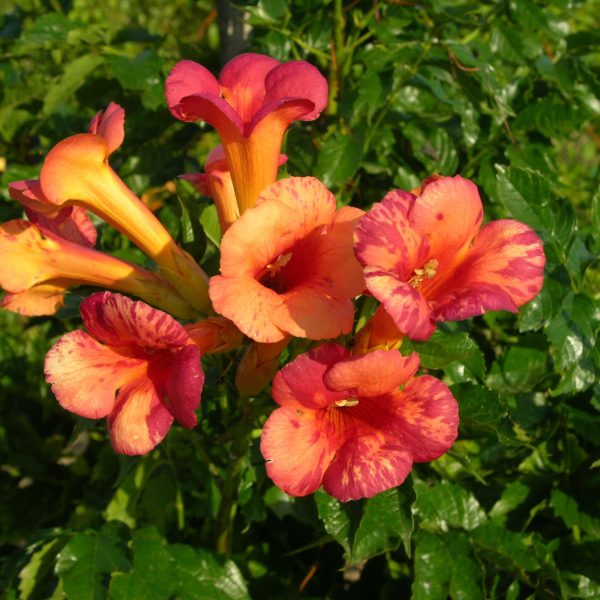 {"type":"elementor","siteurl":"https://multiple-valdeloire.fr/wp-json/","elements":[{"id":"6f542e3a","elType":"widget","isInner":false,"isLocked":false,"settings":{"slides":[{"image":{"id":1680,"url":"https://multiple-valdeloire.fr/wp-content/uploads/2024/01/Campsis-Orangeade®Tracamp-©Pepinieres-TRAVERS-01bis-scaled.jpg","alt":"Bignone Orangeade®","source":"library","size":""},"_id":"207b6ec","type":"image","image_link_to_type":"","image_link_to":{"url":"","is_external":"","nofollow":"","custom_attributes":""},"video":{"url":"","is_external":"","nofollow":"","custom_attributes":""}},{"image":{"id":12639,"url":"https://multiple-valdeloire.fr/wp-content/uploads/2024/05/20230727_161614-scaled.jpg","alt":"Bignone Orangeade®","source":"library","size":""},"_id":"9ba5ac7","type":"image","image_link_to_type":"","image_link_to":{"url":"","is_external":"","nofollow":"","custom_attributes":""},"video":{"url":"","is_external":"","nofollow":"","custom_attributes":""}},{"image":{"id":12638,"url":"https://multiple-valdeloire.fr/wp-content/uploads/2024/05/Campsis-Orangeade®Tracamp-©Pepinieres-TRAVERS-45.jpg","alt":"Bignone Orangeade®","source":"library","size":""},"_id":"2aa5b56","type":"image","image_link_to_type":"","image_link_to":{"url":"","is_external":"","nofollow":"","custom_attributes":""},"video":{"url":"","is_external":"","nofollow":"","custom_attributes":""}},{"image":{"id":12637,"url":"https://multiple-valdeloire.fr/wp-content/uploads/2024/05/Campsis-Orangeade®Tracamp-©Pepinieres-TRAVERS-129-scaled.jpg","alt":"Bignone Orangeade®","source":"library","size":""},"_id":"1731bb5","type":"image","image_link_to_type":"","image_link_to":{"url":"","is_external":"","nofollow":"","custom_attributes":""},"video":{"url":"","is_external":"","nofollow":"","custom_attributes":""}},{"image":{"id":12635,"url":"https://multiple-valdeloire.fr/wp-content/uploads/2024/05/Campsis-Orangeade®Tracamp-©Pepinieres-TRAVERS-30-scaled.jpg","alt":"Bignone Orangeade®","source":"library","size":""},"_id":"516bddb","type":"image","image_link_to_type":"","image_link_to":{"url":"","is_external":"","nofollow":"","custom_attributes":""},"video":{"url":"","is_external":"","nofollow":"","custom_attributes":""}},{"image":{"id":12634,"url":"https://multiple-valdeloire.fr/wp-content/uploads/2024/05/Campsis-Orangeade®Tracamp-©Pepinieres-TRAVERS-44.jpg","alt":"Bignone Orangeade®","source":"library","size":""},"_id":"128039e","type":"image","image_link_to_type":"","image_link_to":{"url":"","is_external":"","nofollow":"","custom_attributes":""},"video":{"url":"","is_external":"","nofollow":"","custom_attributes":""}}],"slides_per_view":"3","slides_to_scroll":"1","height":{"unit":"px","size":590,"sizes":[]},"height_tablet":{"unit":"em","size":"","sizes":[]},"height_mobile":{"unit":"em","size":"","sizes":[]},"width":{"unit":"%","size":100,"sizes":[]},"autoplay_speed":4000,"overlay":"text","caption":"caption","overlay_animation":"slide-up","lazyload":"yes","space_between":{"unit":"px","size":20,"sizes":[]},"slide_border_size":{"unit":"px","top":"0","right":"0","bottom":"0","left":"0","isLinked":true},"slide_border_radius":{"unit":"px","size":4,"sizes":[]},"slide_padding":{"unit":"px","top":"0","right":"0","bottom":"0","left":"0","isLinked":true},"type":"image","image":{"url":"https://multiple-valdeloire.fr/wp-content/uploads/2024/04/clematite-cirrhosa-balearica-2.jpg","id":9950,"alt":"","source":"library","size":""},"arrows_size":{"unit":"px","size":26,"sizes":[]},"pagination_color_inactive":"#222222","pagination_color":"#E56A54","play_icon_size":{"unit":"px","size":20,"sizes":[]},"overlay_background_color":"#00000057","caption_typography_typography":"custom","caption_typography_font_family":"TurnkeyRegular","caption_typography_font_weight":"500","_margin":{"unit":"px","top":"0","right":"0","bottom":"0","left":"0","isLinked":false},"_padding":{"unit":"px","top":"0","right":"0","bottom":"0","left":"0","isLinked":false},"_element_id":"DEC2","skin":"carousel","effect":"slide","slideshow_height":{"unit":"px","size":"","sizes":[]},"slideshow_height_tablet":{"unit":"px","size":"","sizes":[]},"slideshow_height_mobile":{"unit":"px","size":"","sizes":[]},"slideshow_slides_per_view":"","slideshow_slides_per_view_tablet":"","slideshow_slides_per_view_mobile":"","thumbs_ratio":"219","centered_slides":"","slides_per_view_tablet":"","slides_per_view_mobile":"","slides_to_scroll_tablet":"","slides_to_scroll_mobile":"","width_tablet":{"unit":"px","size":"","sizes":[]},"width_mobile":{"unit":"px","size":"","sizes":[]},"show_arrows":"yes","pagination":"bullets","speed":500,"autoplay":"yes","loop":"yes","pause_on_hover":"yes","pause_on_interaction":"yes","icon":"search-plus","image_size_size":"full","image_size_custom_dimension":{"width":"","height":""},"image_fit":"","space_between_tablet":{"unit":"px","size":10,"sizes":[]},"space_between_mobile":{"unit":"px","size":10,"sizes":[]},"slide_background_color":"","slide_border_color":"","arrows_color":"","pagination_position":"outside","pagination_size":{"unit":"px","size":"","sizes":[]},"play_icon_color":"","play_icon_size_tablet":{"unit":"px","size":"","sizes":[]},"play_icon_size_mobile":{"unit":"px","size":"","sizes":[]},"play_icon_text_shadow_text_shadow_type":"","play_icon_text_shadow_text_shadow":{"horizontal":0,"vertical":0,"blur":10,"color":"rgba(0,0,0,0.3)"},"overlay_color":"","caption_typography_font_size":{"unit":"px","size":"","sizes":[]},"caption_typography_font_size_tablet":{"unit":"px","size":"","sizes":[]},"caption_typography_font_size_mobile":{"unit":"px","size":"","sizes":[]},"caption_typography_text_transform":"","caption_typography_font_style":"","caption_typography_text_decoration":"","caption_typography_line_height":{"unit":"px","size":"","sizes":[]},"caption_typography_line_height_tablet":{"unit":"em","size":"","sizes":[]},"caption_typography_line_height_mobile":{"unit":"em","size":"","sizes":[]},"caption_typography_letter_spacing":{"unit":"px","size":"","sizes":[]},"caption_typography_letter_spacing_tablet":{"unit":"px","size":"","sizes":[]},"caption_typography_letter_spacing_mobile":{"unit":"px","size":"","sizes":[]},"caption_typography_word_spacing":{"unit":"px","size":"","sizes":[]},"caption_typography_word_spacing_tablet":{"unit":"em","size":"","sizes":[]},"caption_typography_word_spacing_mobile":{"unit":"em","size":"","sizes":[]},"icon_size":{"unit":"px","size":"","sizes":[]},"lightbox_color":"","lightbox_ui_color":"","lightbox_ui_hover_color":"","lightbox_video_width":{"unit":"%","size":"","sizes":[]},"_title":"","_margin_tablet":{"unit":"px","top":"","right":"","bottom":"","left":"","isLinked":true},"_margin_mobile":{"unit":"px","top":"","right":"","bottom":"","left":"","isLinked":true},"_padding_tablet":{"unit":"px","top":"","right":"","bottom":"","left":"","isLinked":true},"_padding_mobile":{"unit":"px","top":"","right":"","bottom":"","left":"","isLinked":true},"_element_width":"","_element_width_tablet":"","_element_width_mobile":"","_element_custom_width":{"unit":"%","size":"","sizes":[]},"_element_custom_width_tablet":{"unit":"px","size":"","sizes":[]},"_element_custom_width_mobile":{"unit":"px","size":"","sizes":[]},"_flex_align_self":"","_flex_align_self_tablet":"","_flex_align_self_mobile":"","_flex_order":"","_flex_order_tablet":"","_flex_order_mobile":"","_flex_order_custom":"","_flex_order_custom_tablet":"","_flex_order_custom_mobile":"","_flex_size":"","_flex_size_tablet":"","_flex_size_mobile":"","_flex_grow":1,"_flex_grow_tablet":"","_flex_grow_mobile":"","_flex_shrink":1,"_flex_shrink_tablet":"","_flex_shrink_mobile":"","_element_vertical_align":"","_element_vertical_align_tablet":"","_element_vertical_align_mobile":"","_position":"","_offset_orientation_h":"start","_offset_x":{"unit":"px","size":0,"sizes":[]},"_offset_x_tablet":{"unit":"px","size":"","sizes":[]},"_offset_x_mobile":{"unit":"px","size":"","sizes":[]},"_offset_x_end":{"unit":"px","size":0,"sizes":[]},"_offset_x_end_tablet":{"unit":"px","size":"","sizes":[]},"_offset_x_end_mobile":{"unit":"px","size":"","sizes":[]},"_offset_orientation_v":"start","_offset_y":{"unit":"px","size":0,"sizes":[]},"_offset_y_tablet":{"unit":"px","size":"","sizes":[]},"_offset_y_mobile":{"unit":"px","size":"","sizes":[]},"_offset_y_end":{"unit":"px","size":0,"sizes":[]},"_offset_y_end_tablet":{"unit":"px","size":"","sizes":[]},"_offset_y_end_mobile":{"unit":"px","size":"","sizes":[]},"_z_index":"","_z_index_tablet":"","_z_index_mobile":"","_css_classes":"","motion_fx_motion_fx_scrolling":"","motion_fx_translateY_effect":"","motion_fx_translateY_direction":"","motion_fx_translateY_speed":{"unit":"px","size":4,"sizes":[]},"motion_fx_translateY_affectedRange":{"unit":"%","size":"","sizes":{"start":0,"end":100}},"motion_fx_translateX_effect":"","motion_fx_translateX_direction":"","motion_fx_translateX_speed":{"unit":"px","size":4,"sizes":[]},"motion_fx_translateX_affectedRange":{"unit":"%","size":"","sizes":{"start":0,"end":100}},"motion_fx_opacity_effect":"","motion_fx_opacity_direction":"out-in","motion_fx_opacity_level":{"unit":"px","size":10,"sizes":[]},"motion_fx_opacity_range":{"unit":"%","size":"","sizes":{"start":20,"end":80}},"motion_fx_blur_effect":"","motion_fx_blur_direction":"out-in","motion_fx_blur_level":{"unit":"px","size":7,"sizes":[]},"motion_fx_blur_range":{"unit":"%","size":"","sizes":{"start":20,"end":80}},"motion_fx_rotateZ_effect":"","motion_fx_rotateZ_direction":"","motion_fx_rotateZ_speed":{"unit":"px","size":1,"sizes":[]},"motion_fx_rotateZ_affectedRange":{"unit":"%","size":"","sizes":{"start":0,"end":100}},"motion_fx_scale_effect":"","motion_fx_scale_direction":"out-in","motion_fx_scale_speed":{"unit":"px","size":4,"sizes":[]},"motion_fx_scale_range":{"unit":"%","size":"","sizes":{"start":20,"end":80}},"motion_fx_transform_origin_x":"center","motion_fx_transform_origin_y":"center","motion_fx_devices":["desktop","tablet","mobile"],"motion_fx_range":"","motion_fx_motion_fx_mouse":"","motion_fx_mouseTrack_effect":"","motion_fx_mouseTrack_direction":"","motion_fx_mouseTrack_speed":{"unit":"px","size":1,"sizes":[]},"motion_fx_tilt_effect":"","motion_fx_tilt_direction":"","motion_fx_tilt_speed":{"unit":"px","size":4,"sizes":[]},"sticky":"","sticky_on":["desktop","tablet","mobile"],"sticky_offset":0,"sticky_offset_tablet":"","sticky_offset_mobile":"","sticky_effects_offset":0,"sticky_effects_offset_tablet":"","sticky_effects_offset_mobile":"","sticky_parent":"","_animation":"","_animation_tablet":"","_animation_mobile":"","animation_duration":"","_animation_delay":"","_transform_rotate_popover":"","_transform_rotateZ_effect":{"unit":"px","size":"","sizes":[]},"_transform_rotateZ_effect_tablet":{"unit":"deg","size":"","sizes":[]},"_transform_rotateZ_effect_mobile":{"unit":"deg","size":"","sizes":[]},"_transform_rotate_3d":"","_transform_rotateX_effect":{"unit":"px","size":"","sizes":[]},"_transform_rotateX_effect_tablet":{"unit":"deg","size":"","sizes":[]},"_transform_rotateX_effect_mobile":{"unit":"deg","size":"","sizes":[]},"_transform_rotateY_effect":{"unit":"px","size":"","sizes":[]},"_transform_rotateY_effect_tablet":{"unit":"deg","size":"","sizes":[]},"_transform_rotateY_effect_mobile":{"unit":"deg","size":"","sizes":[]},"_transform_perspective_effect":{"unit":"px","size":"","sizes":[]},"_transform_perspective_effect_tablet":{"unit":"px","size":"","sizes":[]},"_transform_perspective_effect_mobile":{"unit":"px","size":"","sizes":[]},"_transform_translate_popover":"","_transform_translateX_effect":{"unit":"px","size":"","sizes":[]},"_transform_translateX_effect_tablet":{"unit":"px","size":"","sizes":[]},"_transform_translateX_effect_mobile":{"unit":"px","size":"","sizes":[]},"_transform_translateY_effect":{"unit":"px","size":"","sizes":[]},"_transform_translateY_effect_tablet":{"unit":"px","size":"","sizes":[]},"_transform_translateY_effect_mobile":{"unit":"px","size":"","sizes":[]},"_transform_scale_popover":"","_transform_keep_proportions":"yes","_transform_scale_effect":{"unit":"px","size":"","sizes":[]},"_transform_scale_effect_tablet":{"unit":"px","size":"","sizes":[]},"_transform_scale_effect_mobile":{"unit":"px","size":"","sizes":[]},"_transform_scaleX_effect":{"unit":"px","size":"","sizes":[]},"_transform_scaleX_effect_tablet":{"unit":"px","size":"","sizes":[]},"_transform_scaleX_effect_mobile":{"unit":"px","size":"","sizes":[]},"_transform_scaleY_effect":{"unit":"px","size":"","sizes":[]},"_transform_scaleY_effect_tablet":{"unit":"px","size":"","sizes":[]},"_transform_scaleY_effect_mobile":{"unit":"px","size":"","sizes":[]},"_transform_skew_popover":"","_transform_skewX_effect":{"unit":"px","size":"","sizes":[]},"_transform_skewX_effect_tablet":{"unit":"deg","size":"","sizes":[]},"_transform_skewX_effect_mobile":{"unit":"deg","size":"","sizes":[]},"_transform_skewY_effect":{"unit":"px","size":"","sizes":[]},"_transform_skewY_effect_tablet":{"unit":"deg","size":"","sizes":[]},"_transform_skewY_effect_mobile":{"unit":"deg","size":"","sizes":[]},"_transform_flipX_effect":"","_transform_flipY_effect":"","_transform_rotate_popover_hover":"","_transform_rotateZ_effect_hover":{"unit":"px","size":"","sizes":[]},"_transform_rotateZ_effect_hover_tablet":{"unit":"deg","size":"","sizes":[]},"_transform_rotateZ_effect_hover_mobile":{"unit":"deg","size":"","sizes":[]},"_transform_rotate_3d_hover":"","_transform_rotateX_effect_hover":{"unit":"px","size":"","sizes":[]},"_transform_rotateX_effect_hover_tablet":{"unit":"deg","size":"","sizes":[]},"_transform_rotateX_effect_hover_mobile":{"unit":"deg","size":"","sizes":[]},"_transform_rotateY_effect_hover":{"unit":"px","size":"","sizes":[]},"_transform_rotateY_effect_hover_tablet":{"unit":"deg","size":"","sizes":[]},"_transform_rotateY_effect_hover_mobile":{"unit":"deg","size":"","sizes":[]},"_transform_perspective_effect_hover":{"unit":"px","size":"","sizes":[]},"_transform_perspective_effect_hover_tablet":{"unit":"px","size":"","sizes":[]},"_transform_perspective_effect_hover_mobile":{"unit":"px","size":"","sizes":[]},"_transform_translate_popover_hover":"","_transform_translateX_effect_hover":{"unit":"px","size":"","sizes":[]},"_transform_translateX_effect_hover_tablet":{"unit":"px","size":"","sizes":[]},"_transform_translateX_effect_hover_mobile":{"unit":"px","size":"","sizes":[]},"_transform_translateY_effect_hover":{"unit":"px","size":"","sizes":[]},"_transform_translateY_effect_hover_tablet":{"unit":"px","size":"","sizes":[]},"_transform_translateY_effect_hover_mobile":{"unit":"px","size":"","sizes":[]},"_transform_scale_popover_hover":"","_transform_keep_proportions_hover":"yes","_transform_scale_effect_hover":{"unit":"px","size":"","sizes":[]},"_transform_scale_effect_hover_tablet":{"unit":"px","size":"","sizes":[]},"_transform_scale_effect_hover_mobile":{"unit":"px","size":"","sizes":[]},"_transform_scaleX_effect_hover":{"unit":"px","size":"","sizes":[]},"_transform_scaleX_effect_hover_tablet":{"unit":"px","size":"","sizes":[]},"_transform_scaleX_effect_hover_mobile":{"unit":"px","size":"","sizes":[]},"_transform_scaleY_effect_hover":{"unit":"px","size":"","sizes":[]},"_transform_scaleY_effect_hover_tablet":{"unit":"px","size":"","sizes":[]},"_transform_scaleY_effect_hover_mobile":{"unit":"px","size":"","sizes":[]},"_transform_skew_popover_hover":"","_transform_skewX_effect_hover":{"unit":"px","size":"","sizes":[]},"_transform_skewX_effect_hover_tablet":{"unit":"deg","size":"","sizes":[]},"_transform_skewX_effect_hover_mobile":{"unit":"deg","size":"","sizes":[]},"_transform_skewY_effect_hover":{"unit":"px","size":"","sizes":[]},"_transform_skewY_effect_hover_tablet":{"unit":"deg","size":"","sizes":[]},"_transform_skewY_effect_hover_mobile":{"unit":"deg","size":"","sizes":[]},"_transform_flipX_effect_hover":"","_transform_flipY_effect_hover":"","_transform_transition_hover":{"unit":"px","size":"","sizes":[]},"motion_fx_transform_x_anchor_point":"","motion_fx_transform_x_anchor_point_tablet":"","motion_fx_transform_x_anchor_point_mobile":"","motion_fx_transform_y_anchor_point":"","motion_fx_transform_y_anchor_point_tablet":"","motion_fx_transform_y_anchor_point_mobile":"","_background_background":"","_background_color":"","_background_color_stop":{"unit":"%","size":0,"sizes":[]},"_background_color_stop_tablet":{"unit":"%"},"_background_color_stop_mobile":{"unit":"%"},"_background_color_b":"#f2295b","_background_color_b_stop":{"unit":"%","size":100,"sizes":[]},"_background_color_b_stop_tablet":{"unit":"%"},"_background_color_b_stop_mobile":{"unit":"%"},"_background_gradient_type":"linear","_background_gradient_angle":{"unit":"deg","size":180,"sizes":[]},"_background_gradient_angle_tablet":{"unit":"deg"},"_background_gradient_angle_mobile":{"unit":"deg"},"_background_gradient_position":"center center","_background_gradient_position_tablet":"","_background_gradient_position_mobile":"","_background_image":{"url":"","id":"","size":""},"_background_image_tablet":{"url":"","id":"","size":""},"_background_image_mobile":{"url":"","id":"","size":""},"_background_position":"","_background_position_tablet":"","_background_position_mobile":"","_background_xpos":{"unit":"px","size":0,"sizes":[]},"_background_xpos_tablet":{"unit":"px","size":0,"sizes":[]},"_background_xpos_mobile":{"unit":"px","size":0,"sizes":[]},"_background_ypos":{"unit":"px","size":0,"sizes":[]},"_background_ypos_tablet":{"unit":"px","size":0,"sizes":[]},"_background_ypos_mobile":{"unit":"px","size":0,"sizes":[]},"_background_attachment":"","_background_repeat":"","_background_repeat_tablet":"","_background_repeat_mobile":"","_background_size":"","_background_size_tablet":"","_background_size_mobile":"","_background_bg_width":{"unit":"%","size":100,"sizes":[]},"_background_bg_width_tablet":{"unit":"px","size":"","sizes":[]},"_background_bg_width_mobile":{"unit":"px","size":"","sizes":[]},"_background_video_link":"","_background_video_start":"","_background_video_end":"","_background_play_once":"","_background_play_on_mobile":"","_background_privacy_mode":"","_background_video_fallback":{"url":"","id":"","size":""},"_background_slideshow_gallery":[],"_background_slideshow_loop":"yes","_background_slideshow_slide_duration":5000,"_background_slideshow_slide_transition":"fade","_background_slideshow_transition_duration":500,"_background_slideshow_background_size":"","_background_slideshow_background_size_tablet":"","_background_slideshow_background_size_mobile":"","_background_slideshow_background_position":"","_background_slideshow_background_position_tablet":"","_background_slideshow_background_position_mobile":"","_background_slideshow_lazyload":"","_background_slideshow_ken_burns":"","_background_slideshow_ken_burns_zoom_direction":"in","_background_hover_background":"","_background_hover_color":"","_background_hover_color_stop":{"unit":"%","size":0,"sizes":[]},"_background_hover_color_stop_tablet":{"unit":"%"},"_background_hover_color_stop_mobile":{"unit":"%"},"_background_hover_color_b":"#f2295b","_background_hover_color_b_stop":{"unit":"%","size":100,"sizes":[]},"_background_hover_color_b_stop_tablet":{"unit":"%"},"_background_hover_color_b_stop_mobile":{"unit":"%"},"_background_hover_gradient_type":"linear","_background_hover_gradient_angle":{"unit":"deg","size":180,"sizes":[]},"_background_hover_gradient_angle_tablet":{"unit":"deg"},"_background_hover_gradient_angle_mobile":{"unit":"deg"},"_background_hover_gradient_position":"center center","_background_hover_gradient_position_tablet":"","_background_hover_gradient_position_mobile":"","_background_hover_image":{"url":"","id":"","size":""},"_background_hover_image_tablet":{"url":"","id":"","size":""},"_background_hover_image_mobile":{"url":"","id":"","size":""},"_background_hover_position":"","_background_hover_position_tablet":"","_background_hover_position_mobile":"","_background_hover_xpos":{"unit":"px","size":0,"sizes":[]},"_background_hover_xpos_tablet":{"unit":"px","size":0,"sizes":[]},"_background_hover_xpos_mobile":{"unit":"px","size":0,"sizes":[]},"_background_hover_ypos":{"unit":"px","size":0,"sizes":[]},"_background_hover_ypos_tablet":{"unit":"px","size":0,"sizes":[]},"_background_hover_ypos_mobile":{"unit":"px","size":0,"sizes":[]},"_background_hover_attachment":"","_background_hover_repeat":"","_background_hover_repeat_tablet":"","_background_hover_repeat_mobile":"","_background_hover_size":"","_background_hover_size_tablet":"","_background_hover_size_mobile":"","_background_hover_bg_width":{"unit":"%","size":100,"sizes":[]},"_background_hover_bg_width_tablet":{"unit":"px","size":"","sizes":[]},"_background_hover_bg_width_mobile":{"unit":"px","size":"","sizes":[]},"_background_hover_video_link":"","_background_hover_video_start":"","_background_hover_video_end":"","_background_hover_play_once":"","_background_hover_play_on_mobile":"","_background_hover_privacy_mode":"","_background_hover_video_fallback":{"url":"","id":"","size":""},"_background_hover_slideshow_gallery":[],"_background_hover_slideshow_loop":"yes","_background_hover_slideshow_slide_duration":5000,"_background_hover_slideshow_slide_transition":"fade","_background_hover_slideshow_transition_duration":500,"_background_hover_slideshow_background_size":"","_background_hover_slideshow_background_size_tablet":"","_background_hover_slideshow_background_size_mobile":"","_background_hover_slideshow_background_position":"","_background_hover_slideshow_background_position_tablet":"","_background_hover_slideshow_background_position_mobile":"","_background_hover_slideshow_lazyload":"","_background_hover_slideshow_ken_burns":"","_background_hover_slideshow_ken_burns_zoom_direction":"in","_background_hover_transition":{"unit":"px","size":"","sizes":[]},"_border_border":"","_border_width":{"unit":"px","top":"","right":"","bottom":"","left":"","isLinked":true},"_border_width_tablet":{"unit":"px","top":"","right":"","bottom":"","left":"","isLinked":true},"_border_width_mobile":{"unit":"px","top":"","right":"","bottom":"","left":"","isLinked":true},"_border_color":"","_border_radius":{"unit":"px","top":"","right":"","bottom":"","left":"","isLinked":true},"_border_radius_tablet":{"unit":"px","top":"","right":"","bottom":"","left":"","isLinked":true},"_border_radius_mobile":{"unit":"px","top":"","right":"","bottom":"","left":"","isLinked":true},"_box_shadow_box_shadow_type":"","_box_shadow_box_shadow":{"horizontal":0,"vertical":0,"blur":10,"spread":0,"color":"rgba(0,0,0,0.5)"},"_box_shadow_box_shadow_position":" ","_border_hover_border":"","_border_hover_width":{"unit":"px","top":"","right":"","bottom":"","left":"","isLinked":true},"_border_hover_width_tablet":{"unit":"px","top":"","right":"","bottom":"","left":"","isLinked":true},"_border_hover_width_mobile":{"unit":"px","top":"","right":"","bottom":"","left":"","isLinked":true},"_border_hover_color":"","_border_radius_hover":{"unit":"px","top":"","right":"","bottom":"","left":"","isLinked":true},"_border_radius_hover_tablet":{"unit":"px","top":"","right":"","bottom":"","left":"","isLinked":true},"_border_radius_hover_mobile":{"unit":"px","top":"","right":"","bottom":"","left":"","isLinked":true},"_box_shadow_hover_box_shadow_type":"","_box_shadow_hover_box_shadow":{"horizontal":0,"vertical":0,"blur":10,"spread":0,"color":"rgba(0,0,0,0.5)"},"_box_shadow_hover_box_shadow_position":" ","_border_hover_transition":{"unit":"px","size":"","sizes":[]},"_mask_switch":"","_mask_shape":"circle","_mask_image":{"url":"","id":"","size":""},"_mask_notice":"","_mask_size":"contain","_mask_size_tablet":"","_mask_size_mobile":"","_mask_size_scale":{"unit":"%","size":100,"sizes":[]},"_mask_size_scale_tablet":{"unit":"px","size":"","sizes":[]},"_mask_size_scale_mobile":{"unit":"px","size":"","sizes":[]},"_mask_position":"center center","_mask_position_tablet":"","_mask_position_mobile":"","_mask_position_x":{"unit":"%","size":0,"sizes":[]},"_mask_position_x_tablet":{"unit":"px","size":"","sizes":[]},"_mask_position_x_mobile":{"unit":"px","size":"","sizes":[]},"_mask_position_y":{"unit":"%","size":0,"sizes":[]},"_mask_position_y_tablet":{"unit":"px","size":"","sizes":[]},"_mask_position_y_mobile":{"unit":"px","size":"","sizes":[]},"_mask_repeat":"no-repeat","_mask_repeat_tablet":"","_mask_repeat_mobile":"","hide_desktop":"","hide_tablet":"","hide_mobile":"","_attributes":"","custom_css":""},"defaultEditSettings":{"defaultEditRoute":"content"},"elements":[],"widgetType":"media-carousel","editSettings":{"defaultEditRoute":"content","panel":{"activeTab":"content","activeSection":"section_slides"},"activeItemIndex":6},"htmlCache":"\t\t\n\t\t\t\t\t\n\t\t\t\n\t\t\t\t\n\t\t\t\t\t\t\t\t\t\t\t\n\t\t\t\t\t\t\t\t\t\n\n\t\t\t\t\t\t\t\n\t\t\t\n\t\t\t\t\t\n\t\t\t\t\t\n\t\t\t\tBignone Orangeade®\t\t\t\n\t\t\t\t\t\t\t\t\t\n\t\t\t\t\t\t\t\t\t\t\t\n\t\t\t\t\t\t\t\t\t\n\n\t\t\t\t\t\t\t\n\t\t\t\n\t\t\t\t\t\n\t\t\t\t\t\n\t\t\t\tBignone Orangeade®\t\t\t\n\t\t\t\t\t\t\t\t\t\n\t\t\t\t\t\t\t\t\t\t\t\n\t\t\t\t\t\t\t\t\t\n\n\t\t\t\t\t\t\t\n\t\t\t\n\t\t\t\t\t\n\t\t\t\t\t\n\t\t\t\tBignone Orangeade®\t\t\t\n\t\t\t\t\t\t\t\t\t\n\t\t\t\t\t\t\t\t\t\t\t\n\t\t\t\t\t\t\t\t\t\n\n\t\t\t\t\t\t\t\n\t\t\t\n\t\t\t\t\t\n\t\t\t\t\t\n\t\t\t\tBignone Orangeade®\t\t\t\n\t\t\t\t\t\t\t\t\t\n\t\t\t\t\t\t\t\t\t\t\t\n\t\t\t\t\t\t\t\t\t\n\n\t\t\t\t\t\t\t\n\t\t\t\n\t\t\t\t\t\n\t\t\t\t\t\n\t\t\t\tBignone Orangeade®\t\t\t\n\t\t\t\t\t\t\t\t\t\n\t\t\t\t\t\t\t\t\t\t\t\n\t\t\t\t\t\t\t\t\t\n\n\t\t\t\t\t\t\t\n\t\t\t\n\t\t\t\t\t\n\t\t\t\t\t\n\t\t\t\tBignone Orangeade®\t\t\t\n\t\t\t\t\t\t\t\t\t\n\t\t\t\t\t\t\t\t\t\n\t\t\t\t\t\t\t\t\t\t\t\t\t\t\t\n\t\t\t\t\t\t\t\t\t\t\t\t\t\t\t\t\n\t\t\t\t\t\t\t\t\t\t\t\t\t\tPrevious\n\t\t\t\t\t\t\n\t\t\t\t\t\t\n\t\t\t\t\t\t\t\t\t\t\t\t\t\tNext\n\t\t\t\t\t\t\n\t\t\t\t\t\t\t\t\t\t\t\t\n\t\t\n\t\t\t\t\n\t\t"}]}