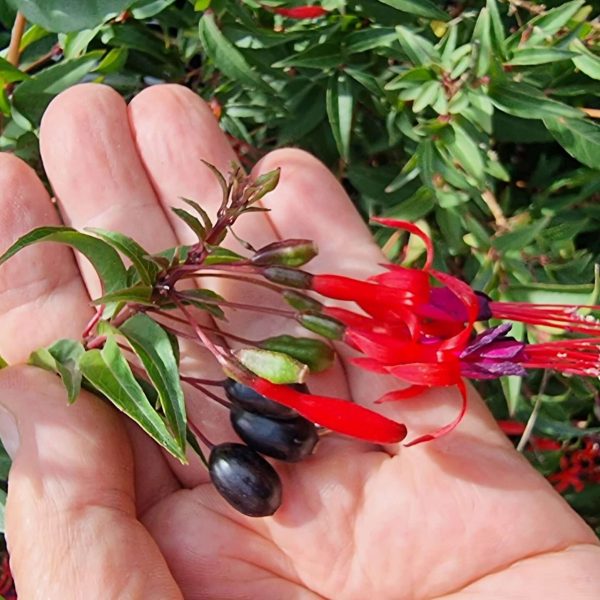 Fuchsia regia reitzii (115) ©Pépinieres TRAVERS