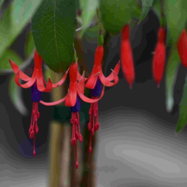 Fuchsia regia reitzii (30) ©Pépinieres TRAVERS (1)
