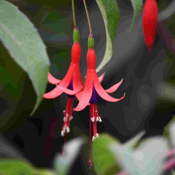 Fuchsia regia reitzii (36) ©Pépinieres TRAVERS (1)