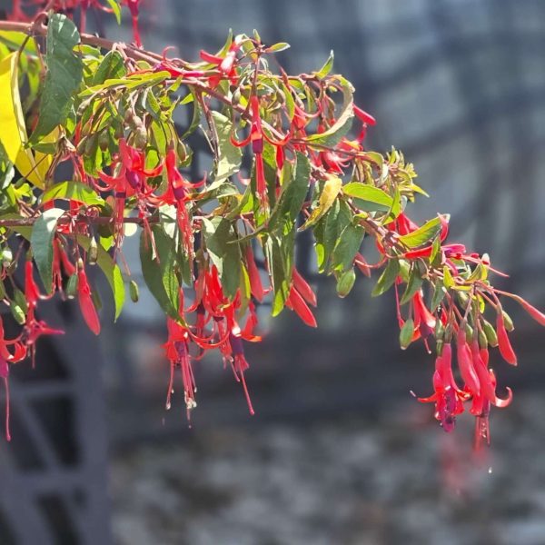 Fuchsia regia reitzii (39) ©Pépinieres TRAVERS