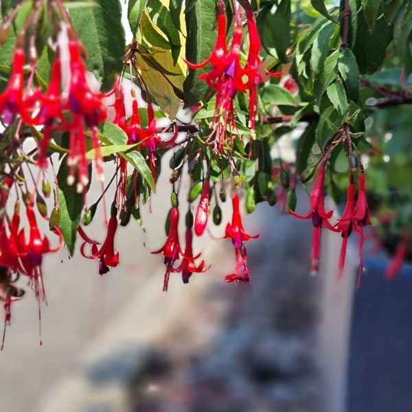 Fuchsia regia reitzii (41) ©Pépinieres TRAVERS