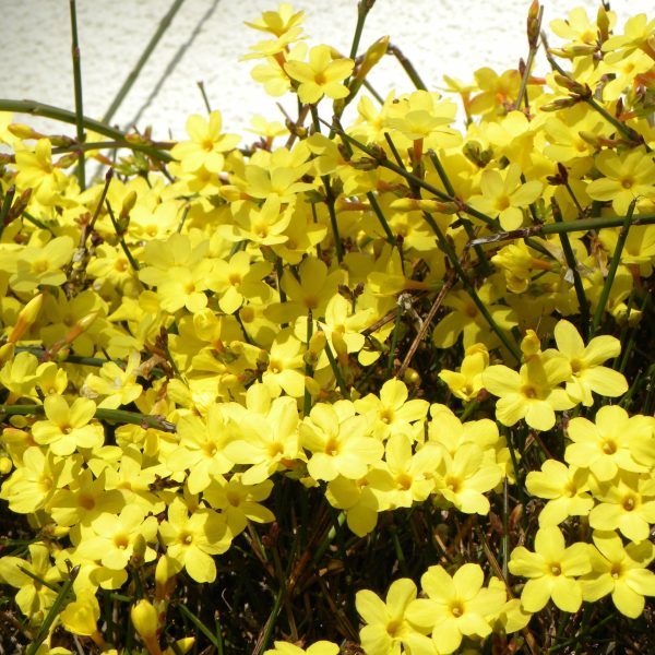 Jasminum nudiflorum (17)