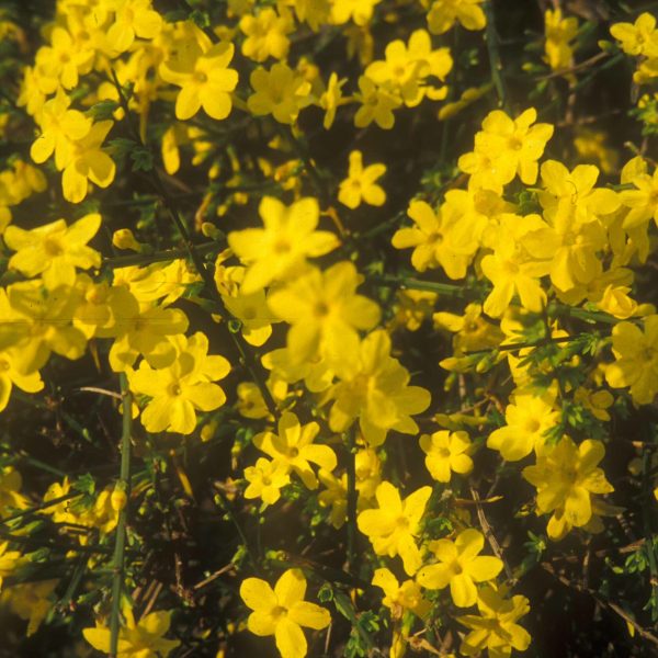 Jasminum nudiflorum (22)