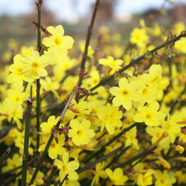 Jasminum nudiflorum (23)