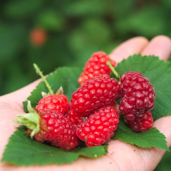 Mûre Bounty Berry® - Multiple du Val de Loire